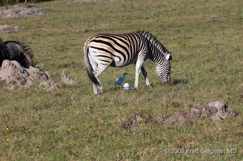 20090616_172916 D300 X1.jpg - Zebras, Selinda Spillway, Botswana